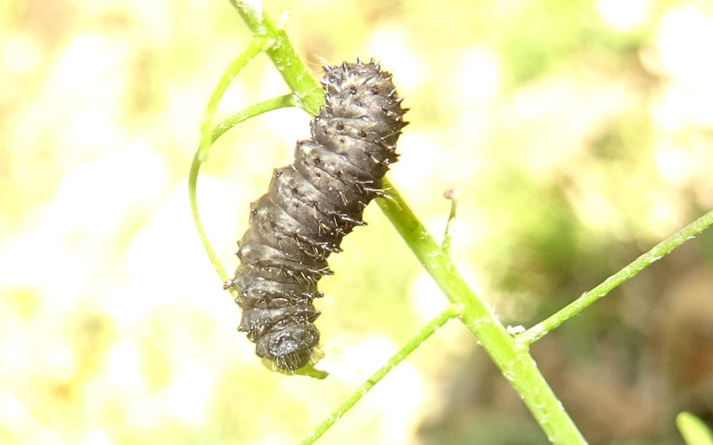 larva di........Galeruca cfr. tanaceti (Chrysomelidae)